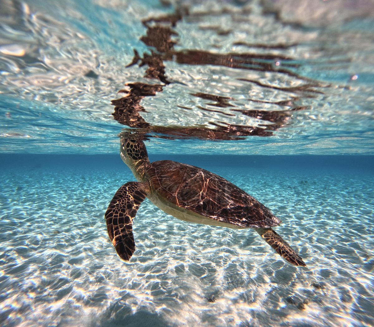 透き通ったエメラルドの海とウミガメ