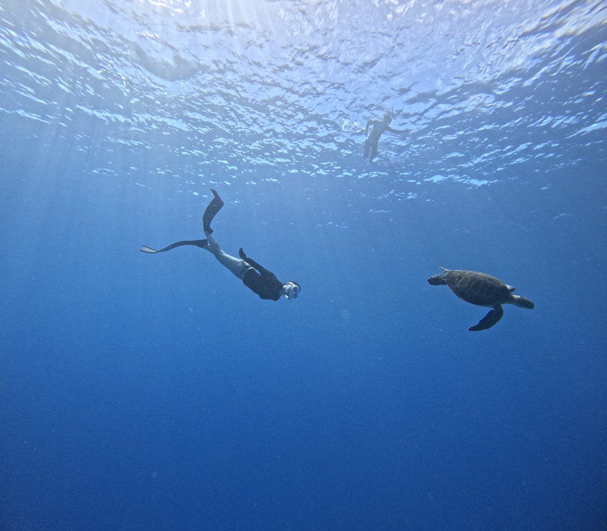 白い砂底の上をゆったり泳ぐウミガメ